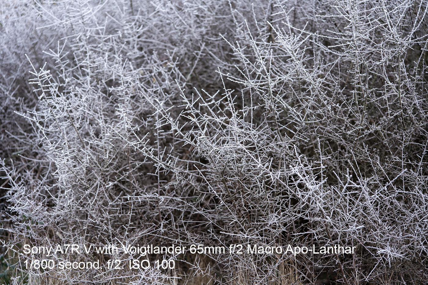 Abstract with frozen bushes