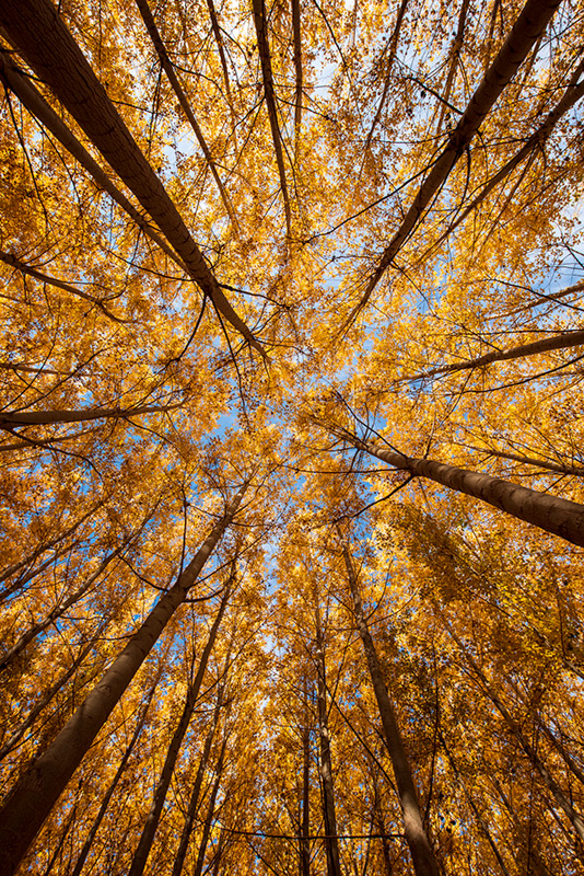 Looking up into yellow leaves in trees