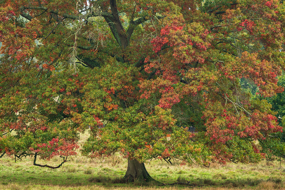 Solo colourful tree with red leaves