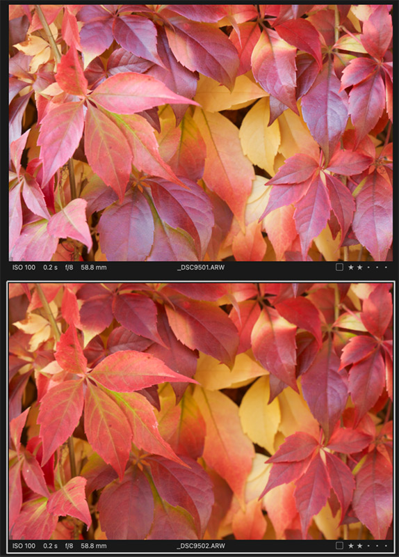 Polarised (bottom) vs Non polarised (top) leaves