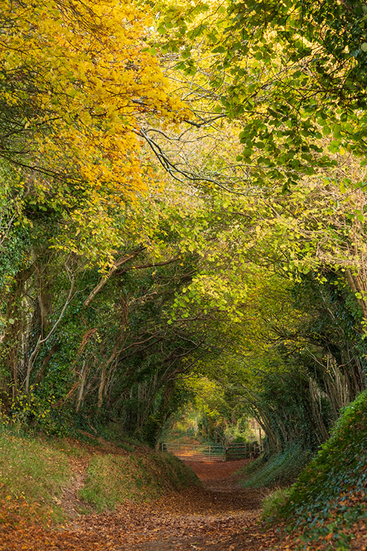 Tree tunnel in autumn