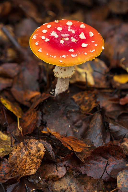 Wild mushroom surrounded by fallen leaves