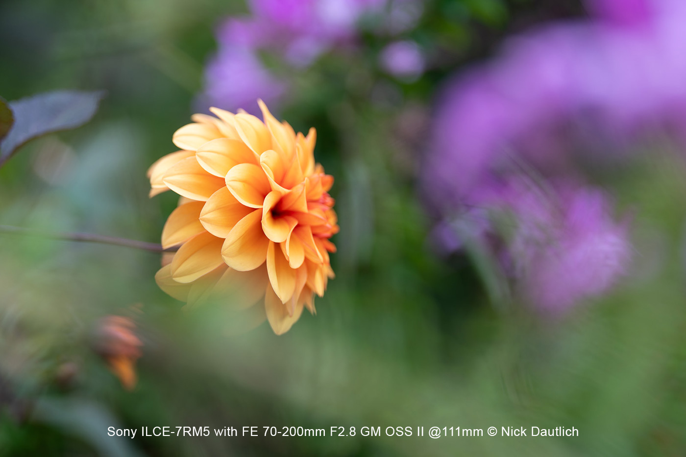Flowery. Sony ILCE-7RM5 with FE 70-200mm F2.8 GM OSS II @111mm © Nick Dautlich