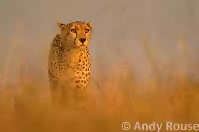 Cheeta 