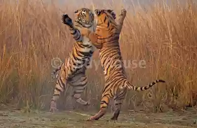 Tigers jumping