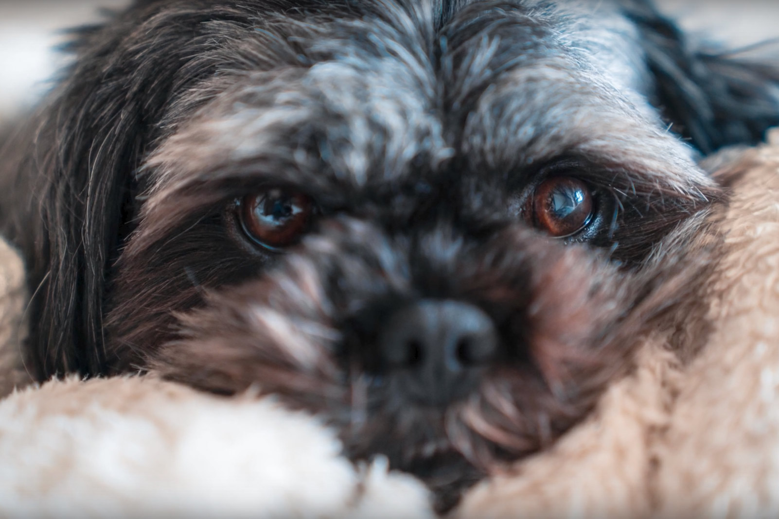 Pet Photography at home