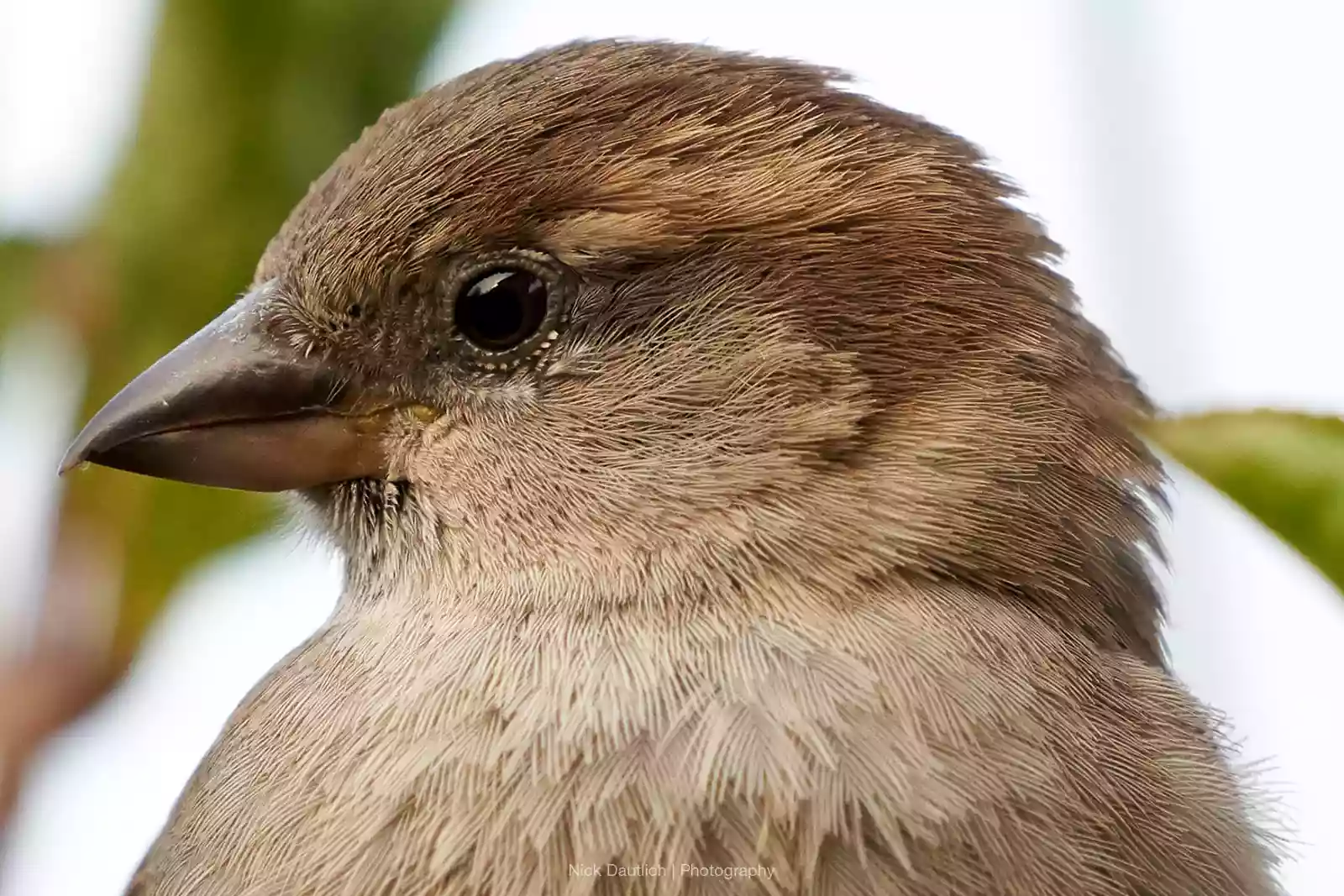 Close-up of bird details