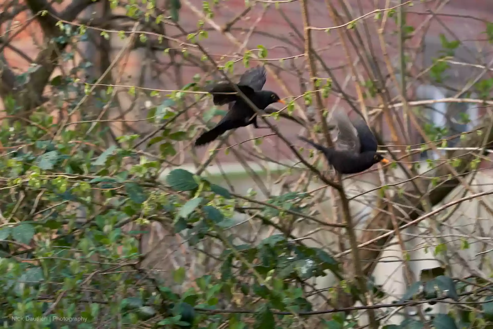 Blackbirds out of focus - too slow shutter speed
