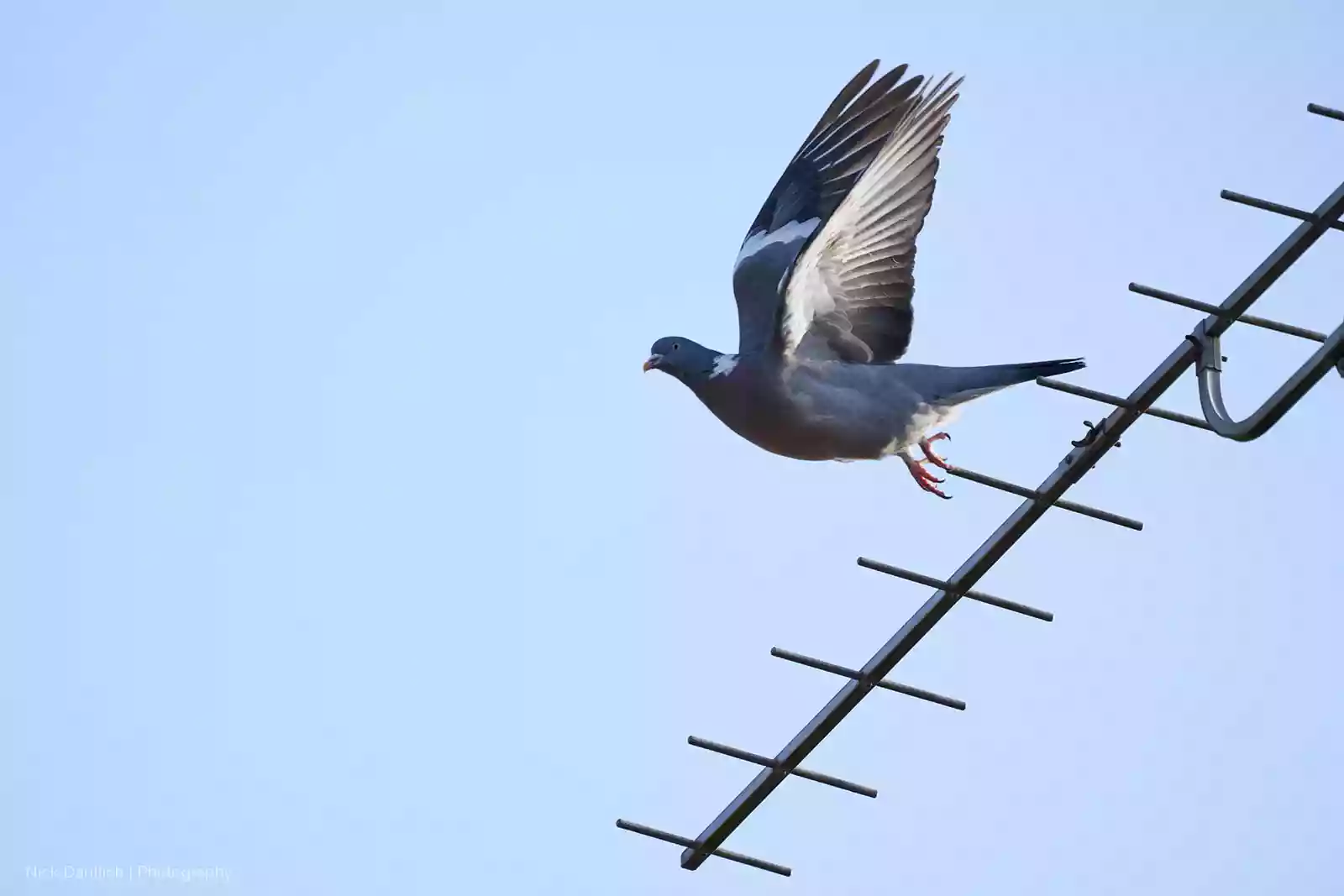 Pigeon launch