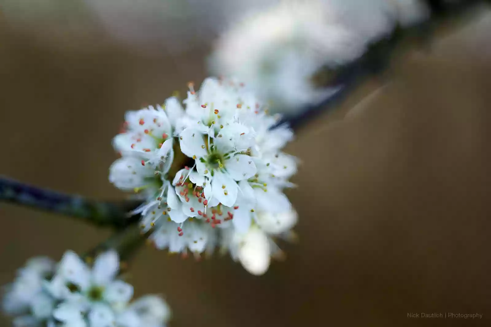 Spring blossoms macro image