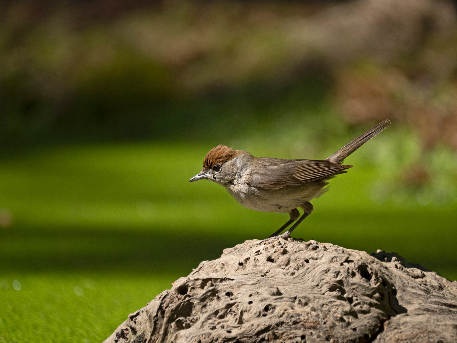 Blackcap bird,  Sylvia atricapilla. David Tipling With Olympus 100-400mm lens sample image