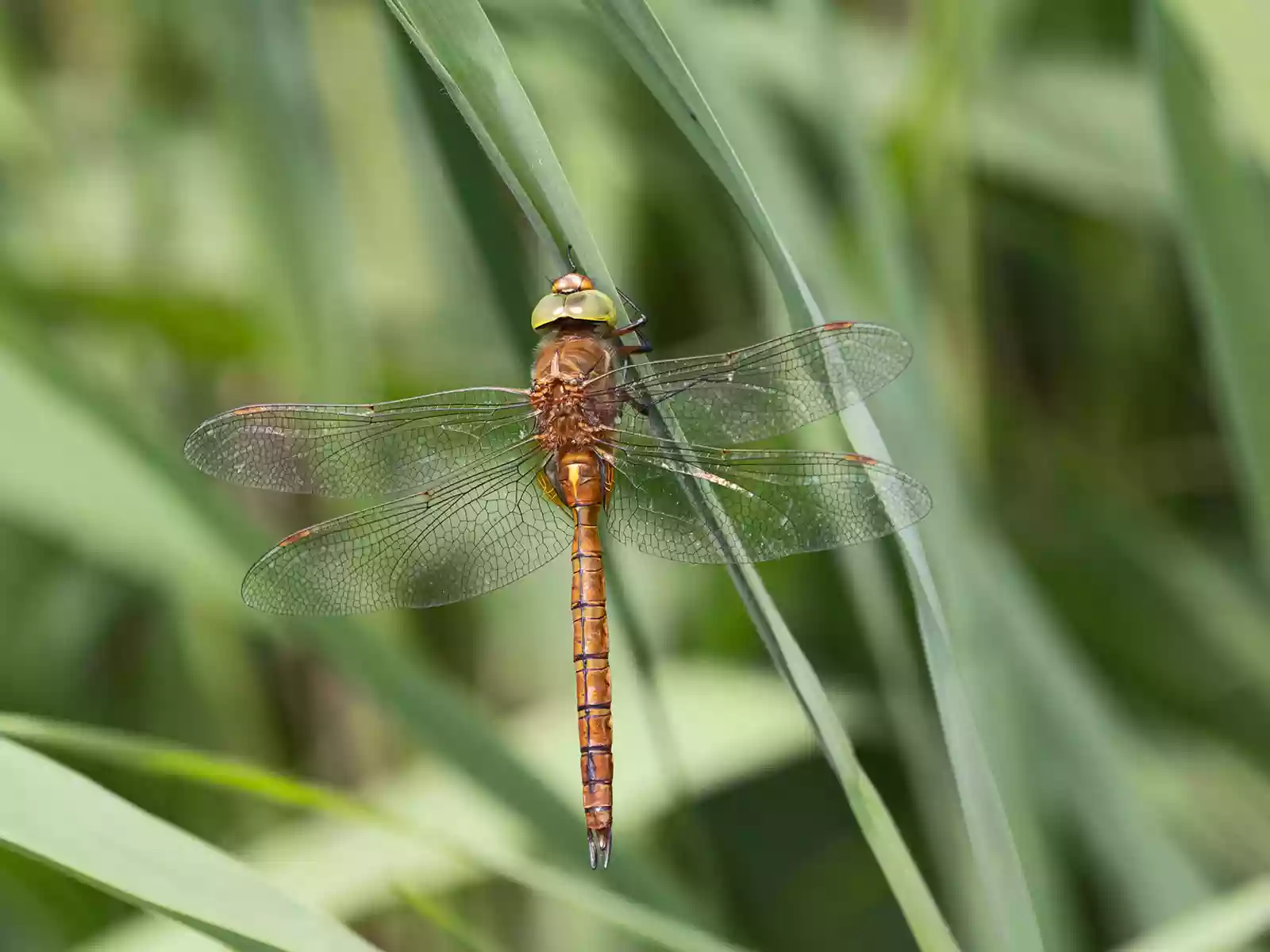 Norfolk Hawker Dragonfly, Aeshna isoceles. David Tipling With Olympus 100-400mm lens