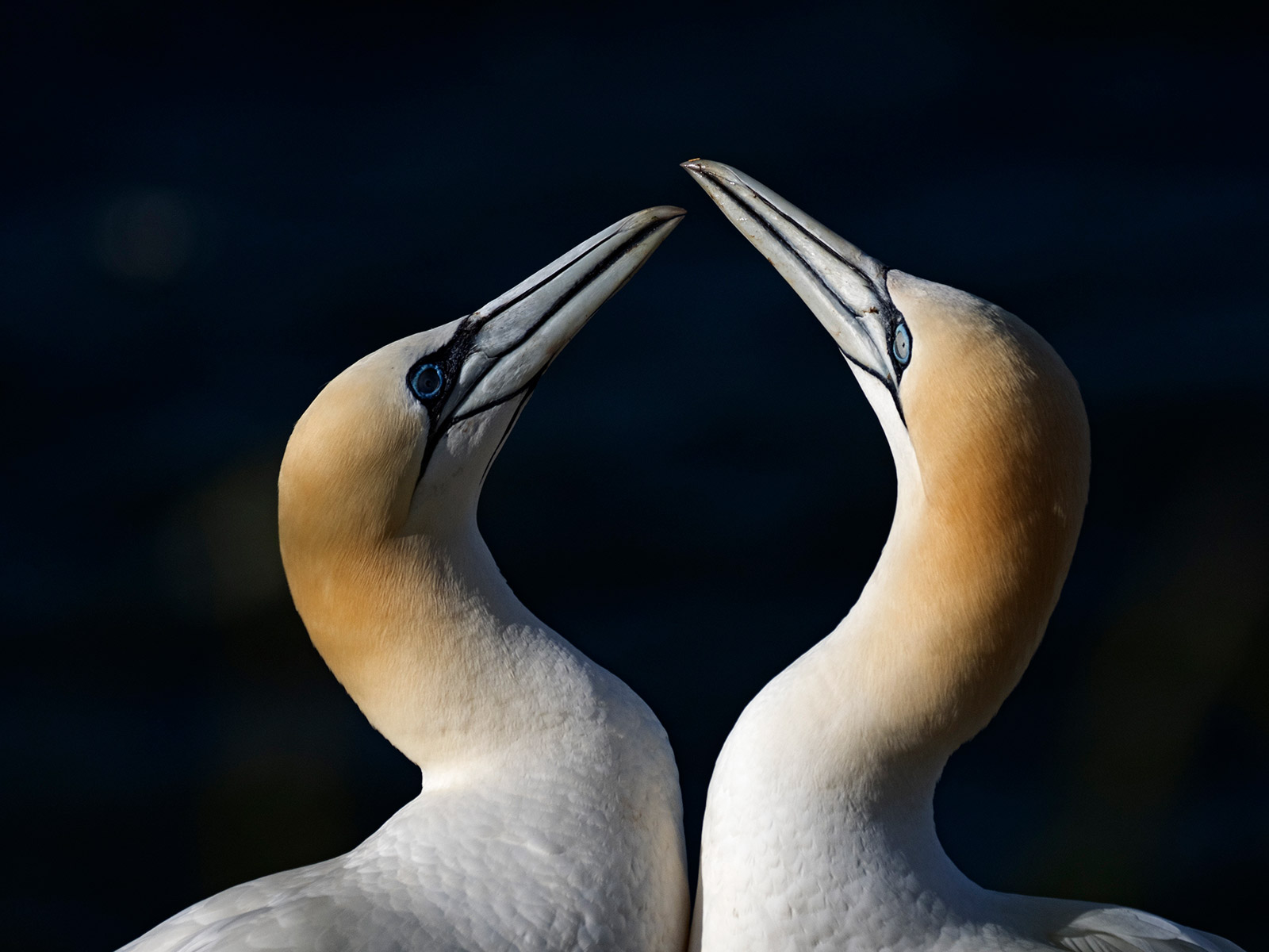 Northern Gannet, Morus bassanus. David Tipling With Olympus 100-400mm lens sample image