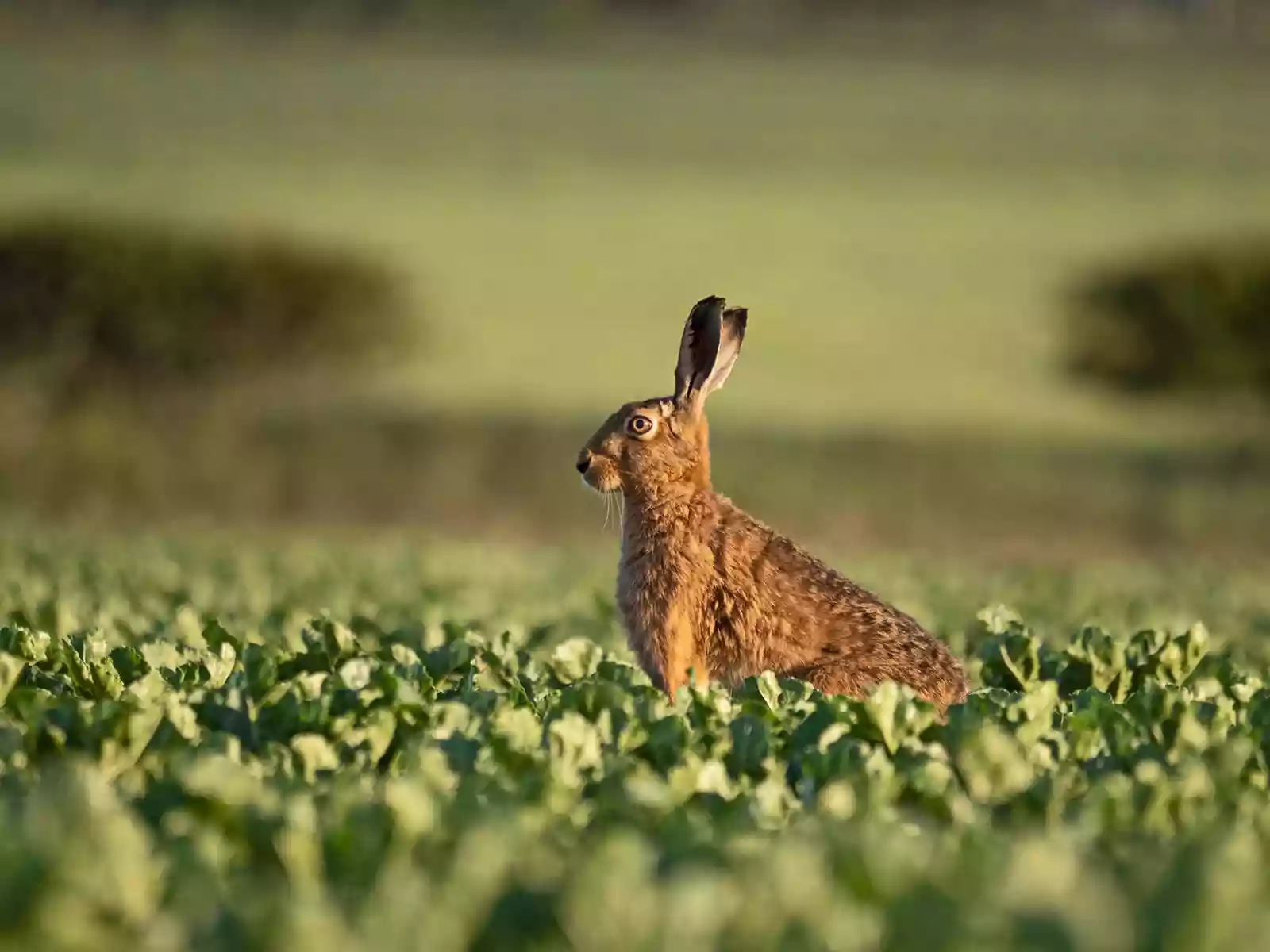 Brown Hare, Lepus europea. David Tipling With Olympus 100-400mm lens sample image