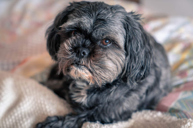 Sony A7RII