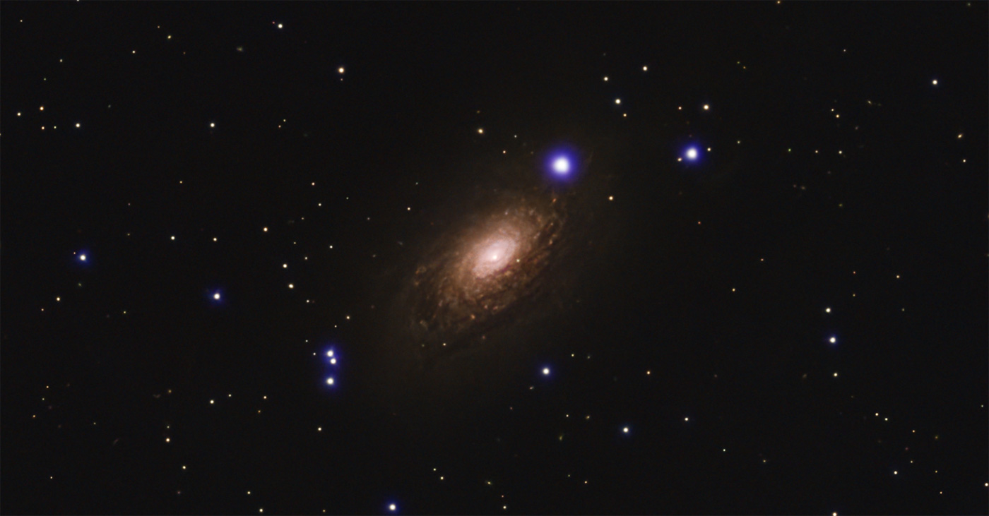 M63 Sunflower