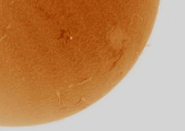 Full sun crop
