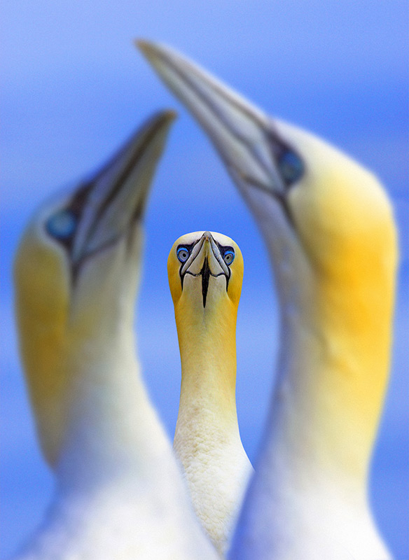 Gannet trio by Ben Hall wildlife photograher