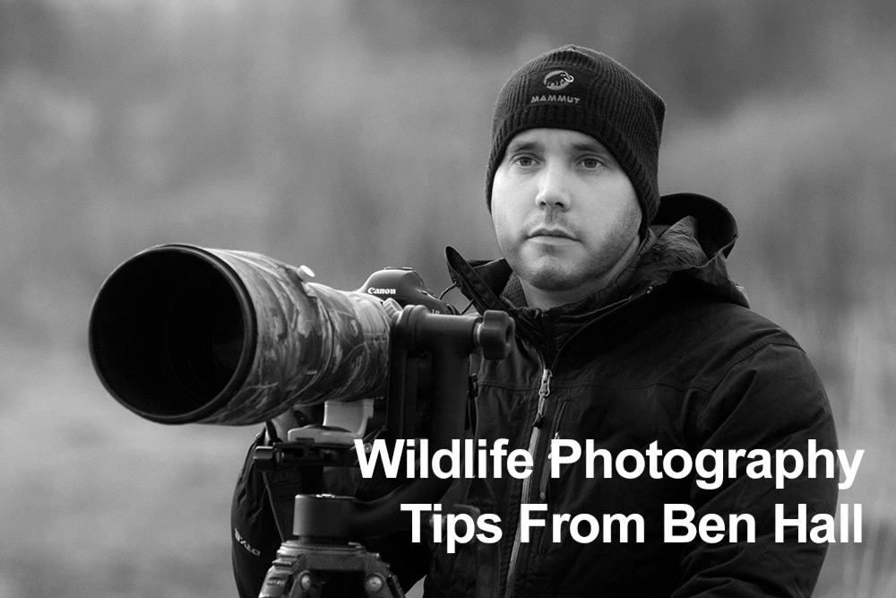 Wildlife Photography Tips from Ben Hall