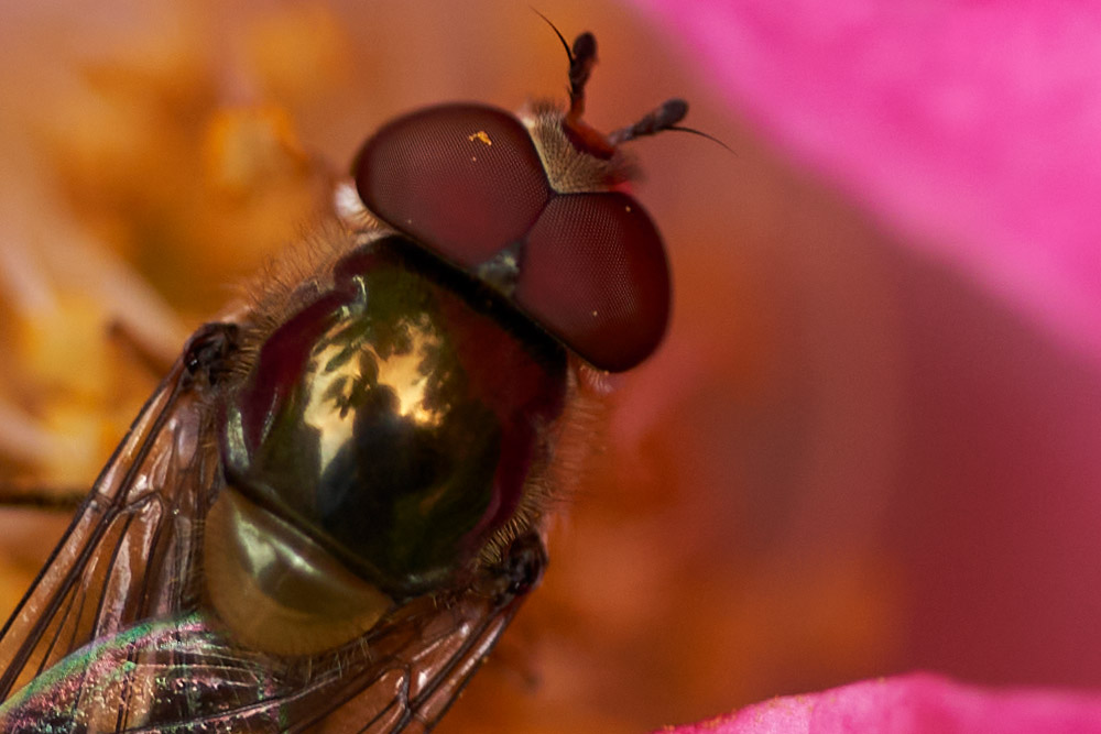 Insect macro shot 100 percent crop