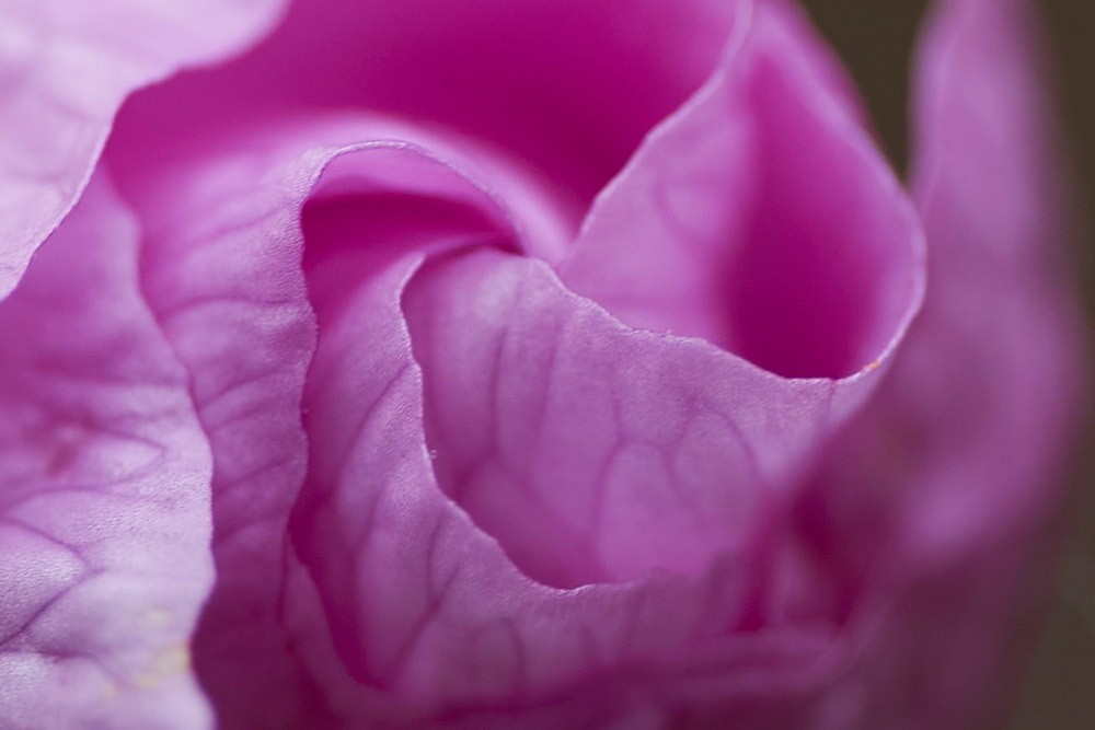 Flower close-up at 100 percent to show sharpness