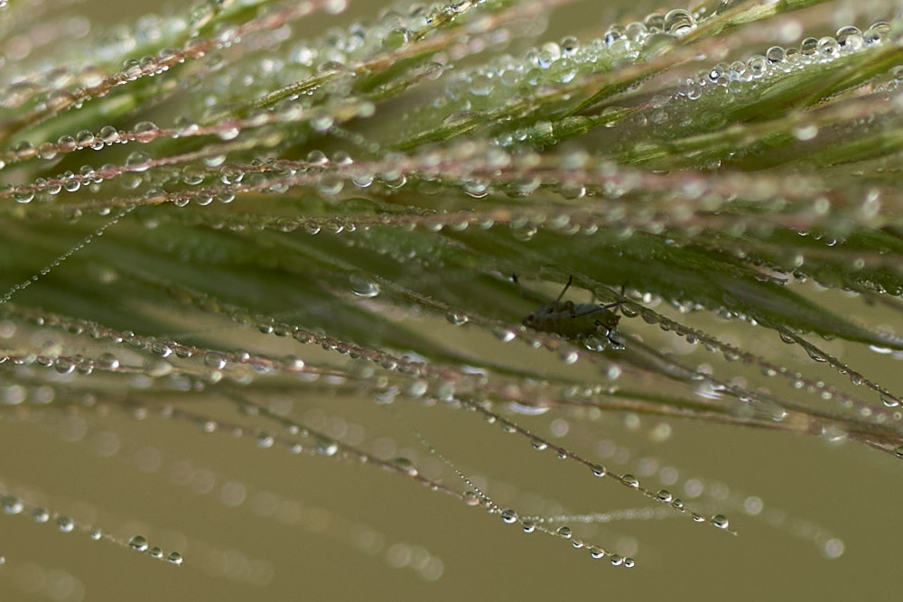 100 percent crop of grass with droplets and insect
