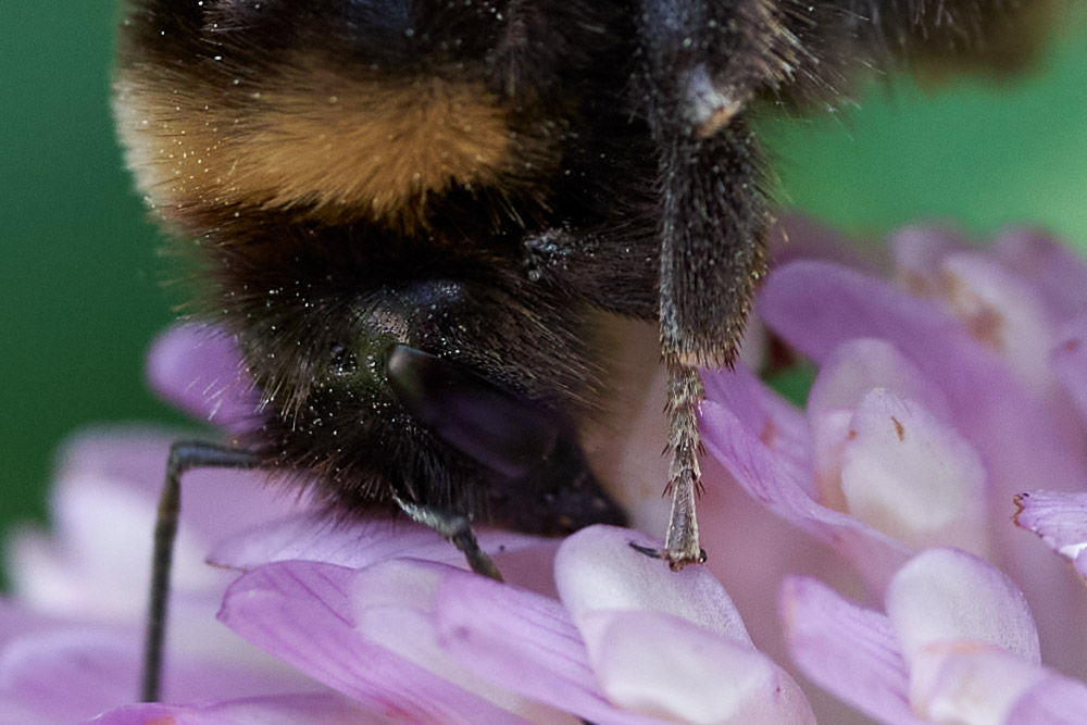 Bee macro at 100 percent crop for sharp details