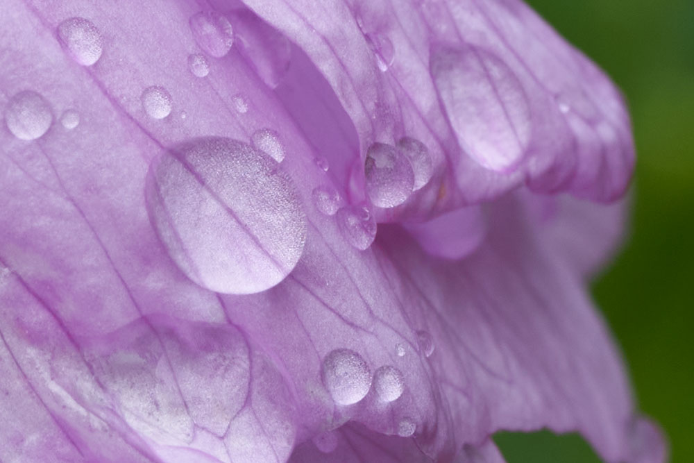 100 percent crop showing macro detail fully sharp