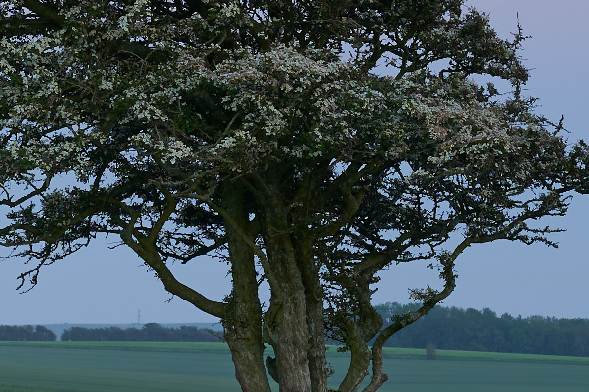 100 percent crop of tree long exposure showing sharpness