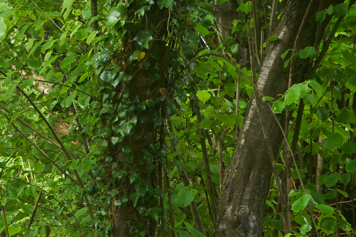 Showing sharp details at any exposure