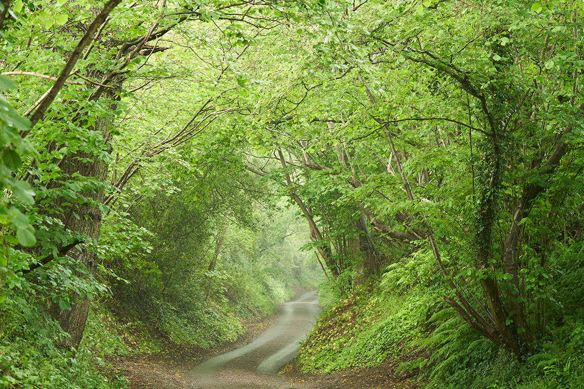 4 second exposure of tree tunnel