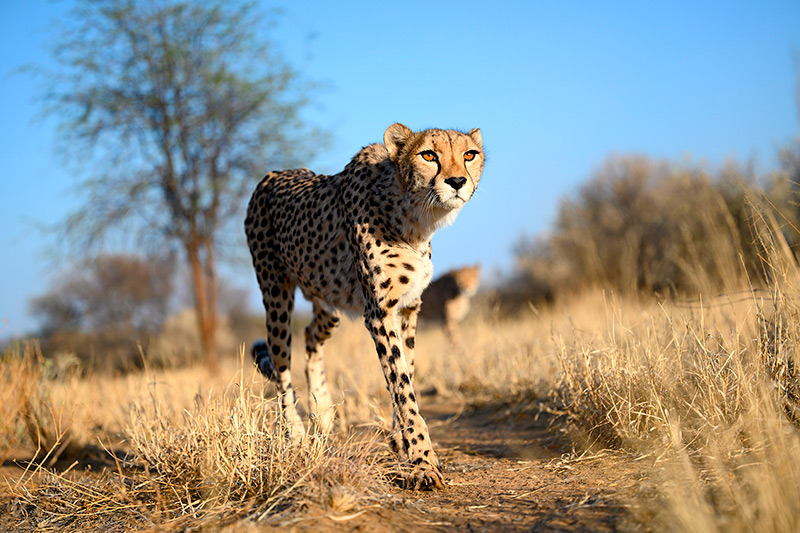 Photo of a cheetah!