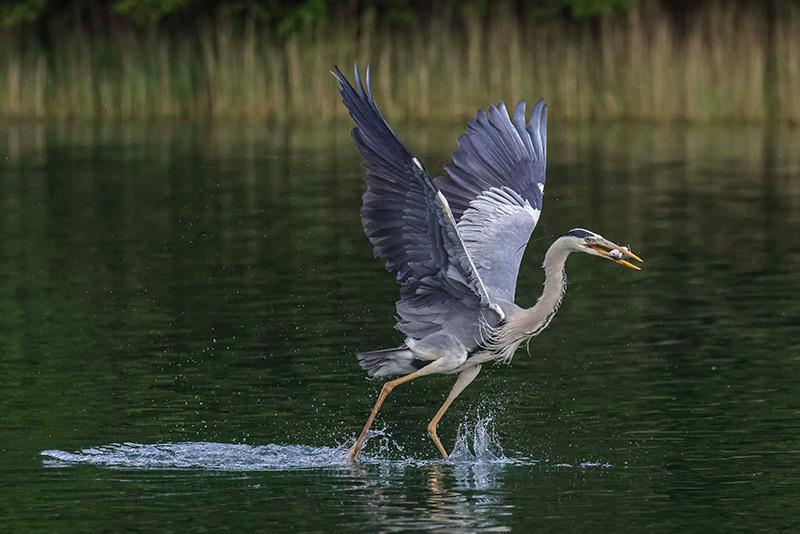Beautiful photo of a heron on lake