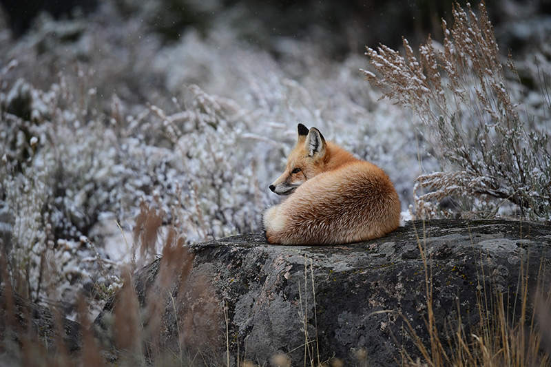 Wild fox photo in frost