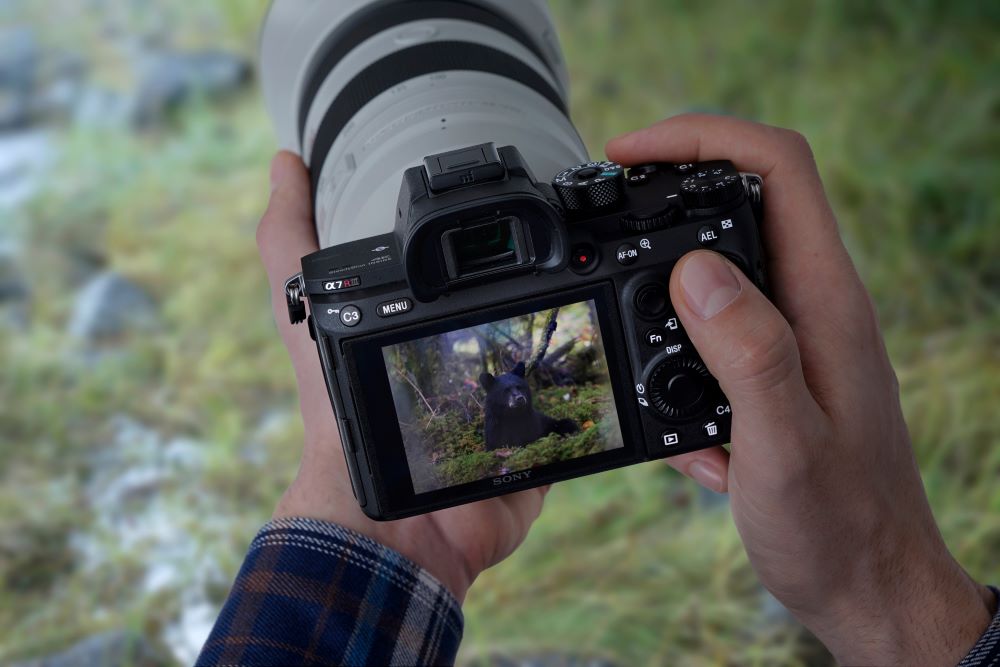 Sony A7R III capturing bears
