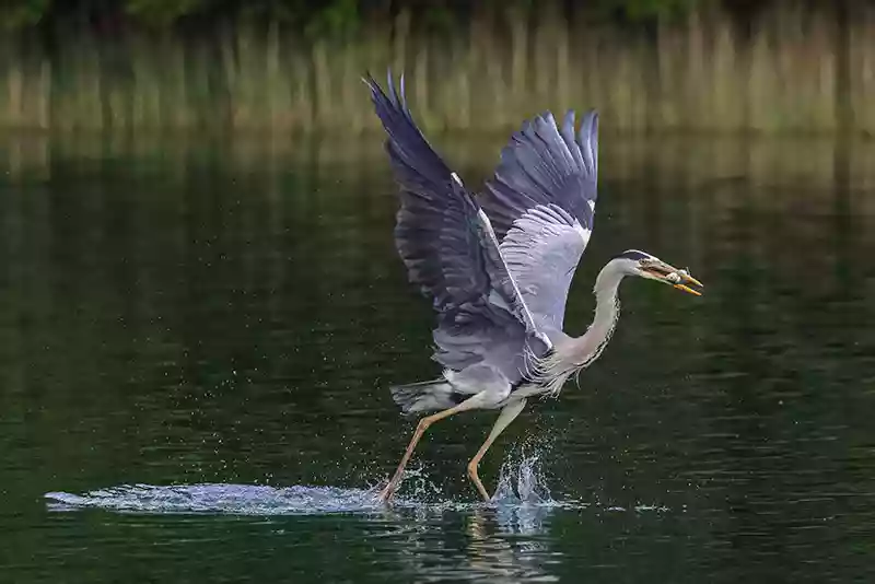 Beautiful heron image made with Canon 800mm lens