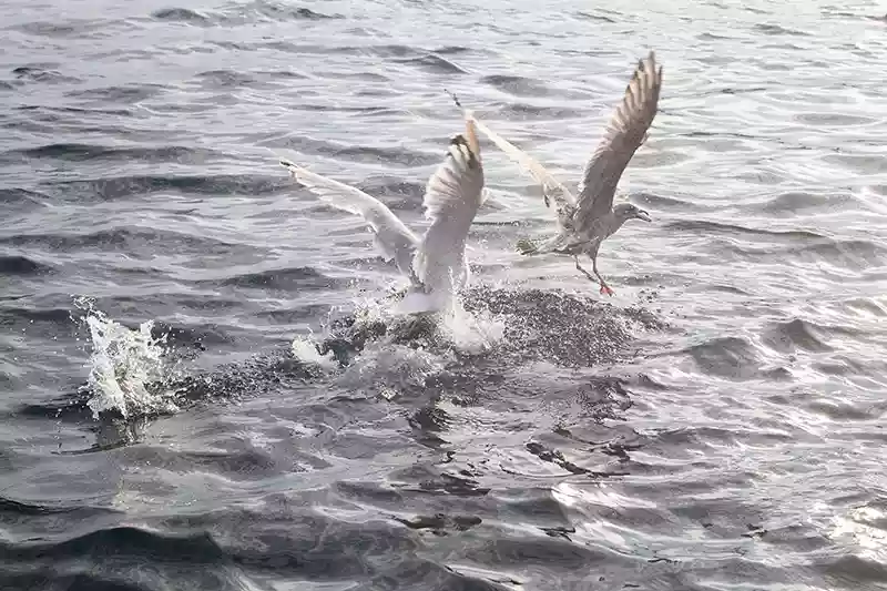 Photo of seagulls