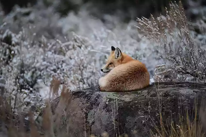 Wild fox image