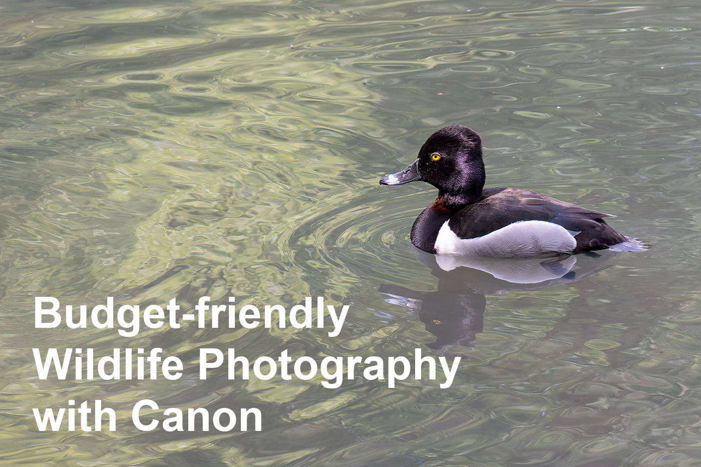 Budget-friendly Wildlife Photography with Canon