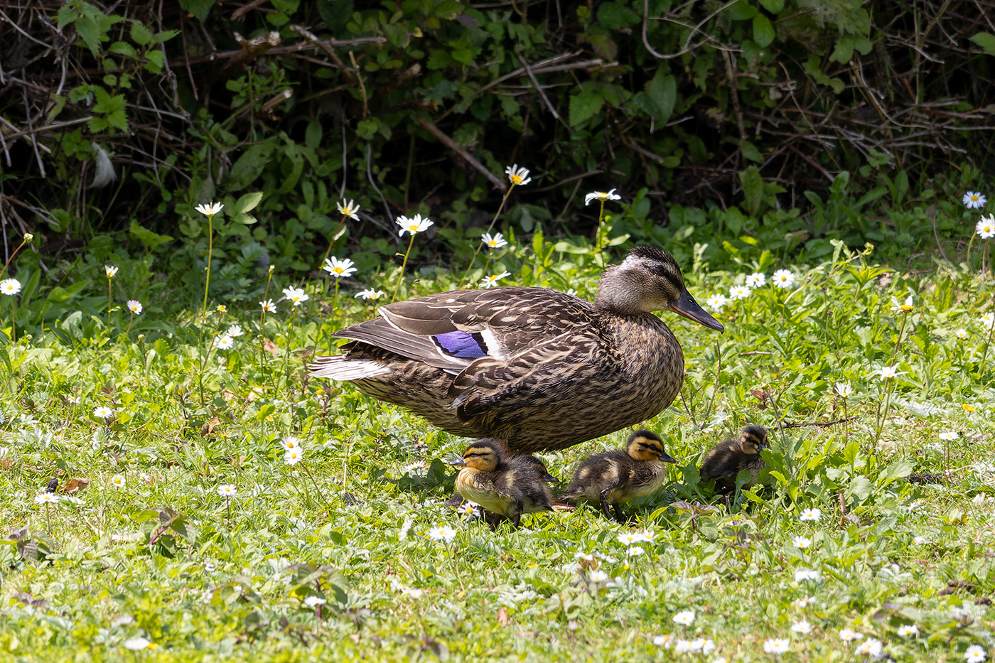 Sample 05 at 150mm. Camera settings: 1/1000 sec. f/6.3. ISO 500