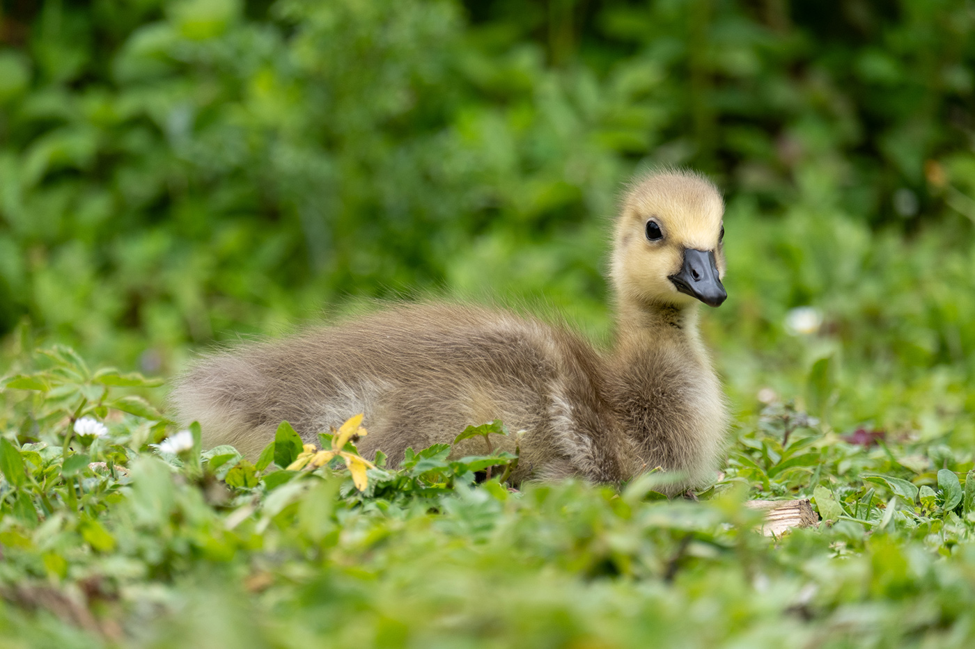 Sample duckling at 192mm. Camera settings: 1/550 sec. f/6.4. ISO 400