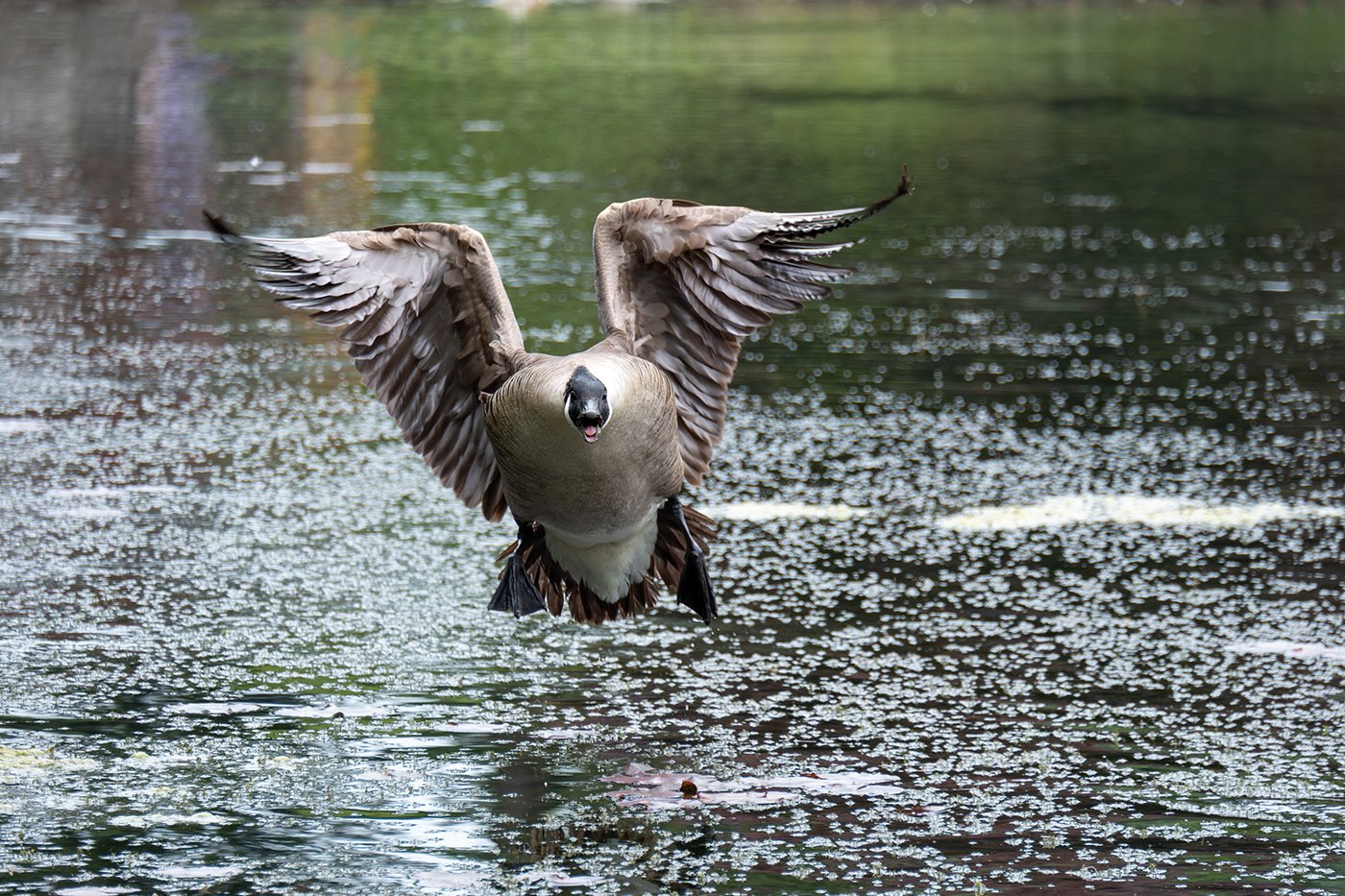 Sample 02 goose in flight at 182mm. Camera settings: 1/1000 sec. f/6.4. ISO 1250