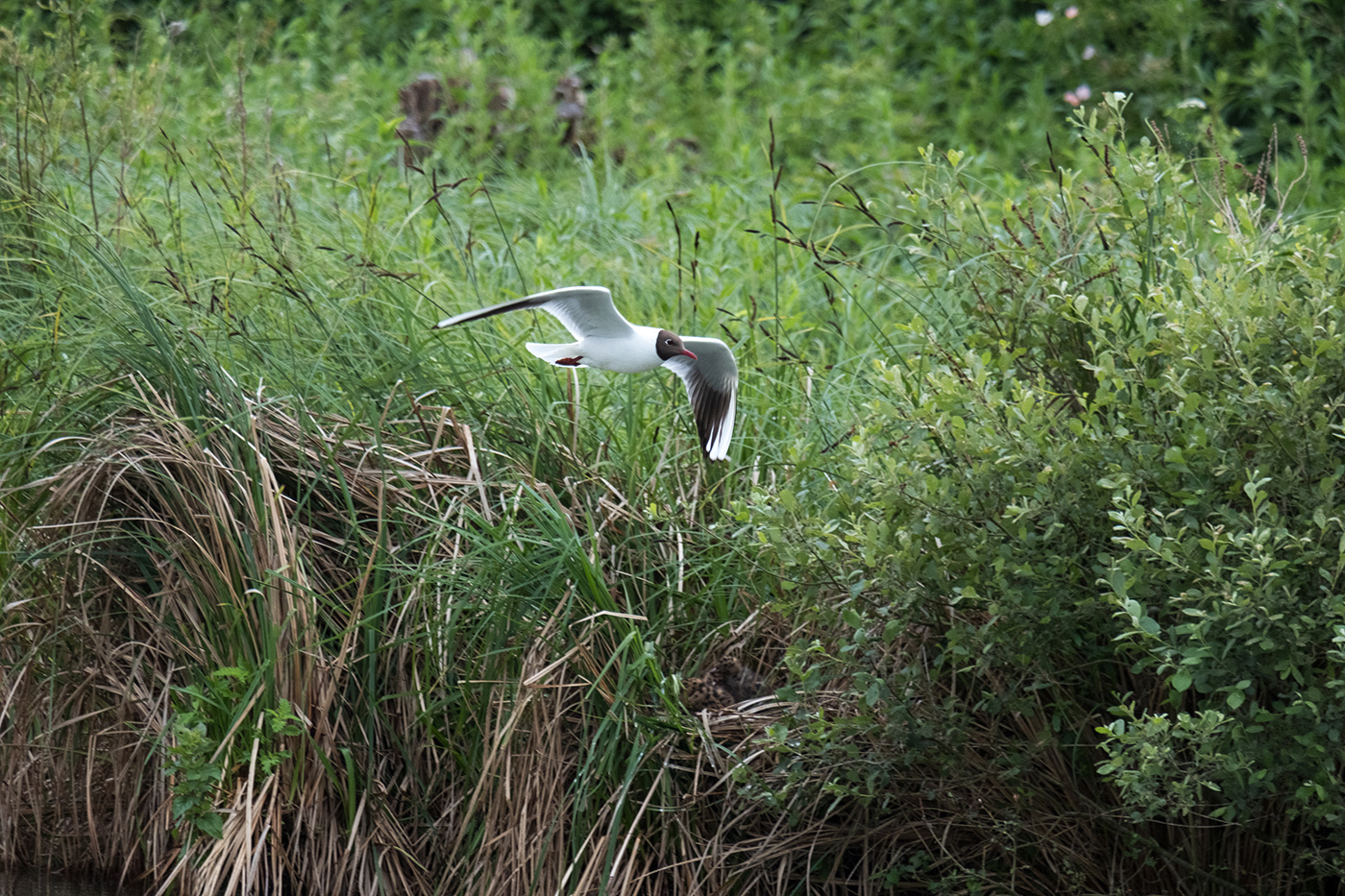 Sample 04 seagull in flight at 230mm. Camera settings: 1/680 sec. f/6.7. ISO 1250 (right click to enlarge)