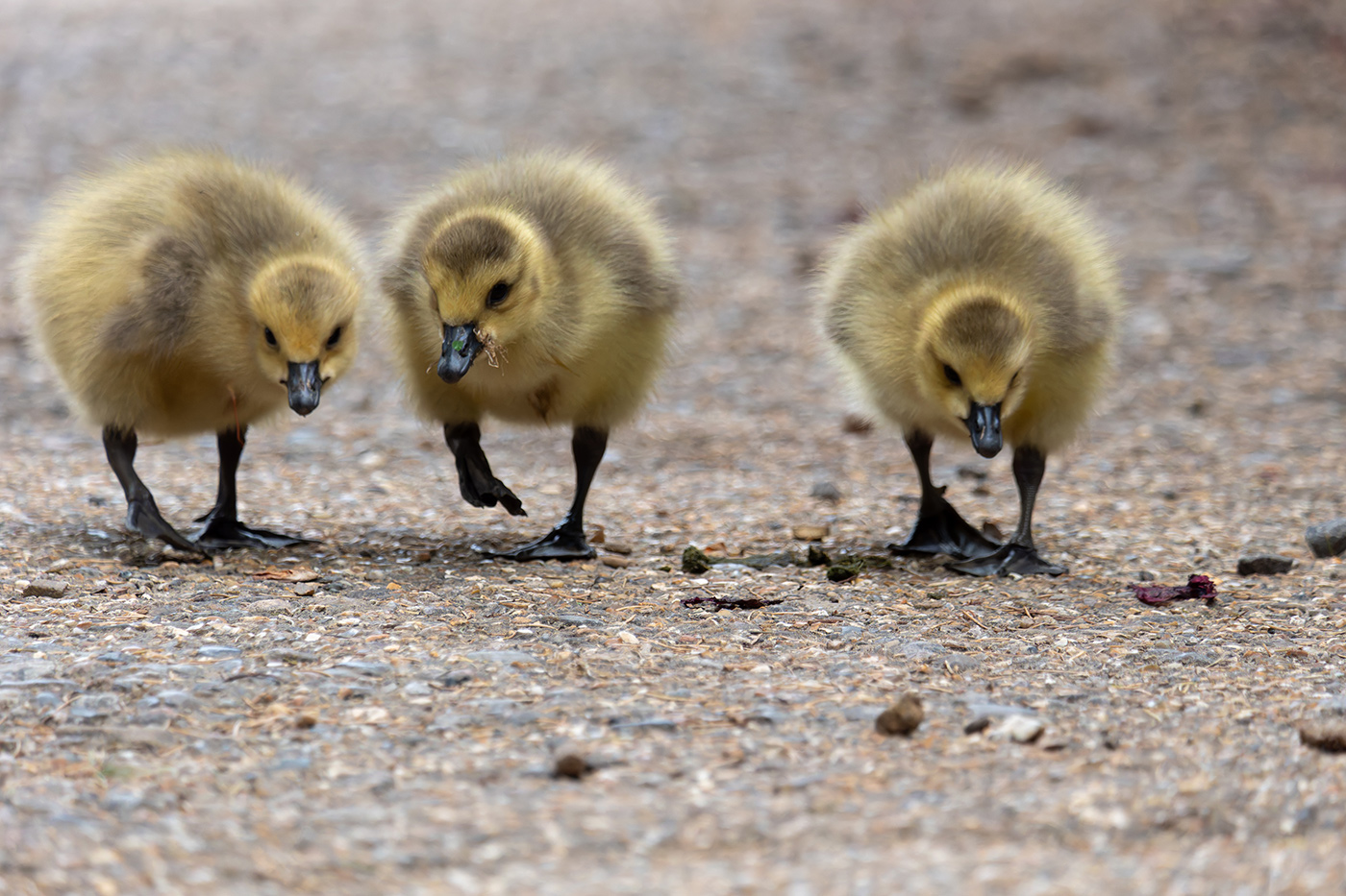 Sample 08 3 ducklings at 230mm. Camera settings: 1/1000 sec. f/6.7. ISO 3200 (right click to enlarge)