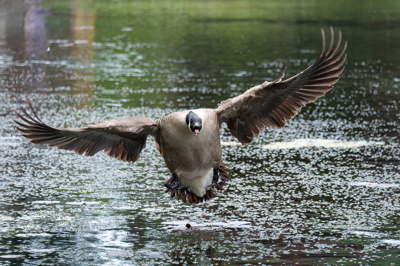 Sample 09 3 goose in flight II at 180mm. Camera settings: 1/1000 sec. f/6.4. ISO 1250 (right click to enlarge)