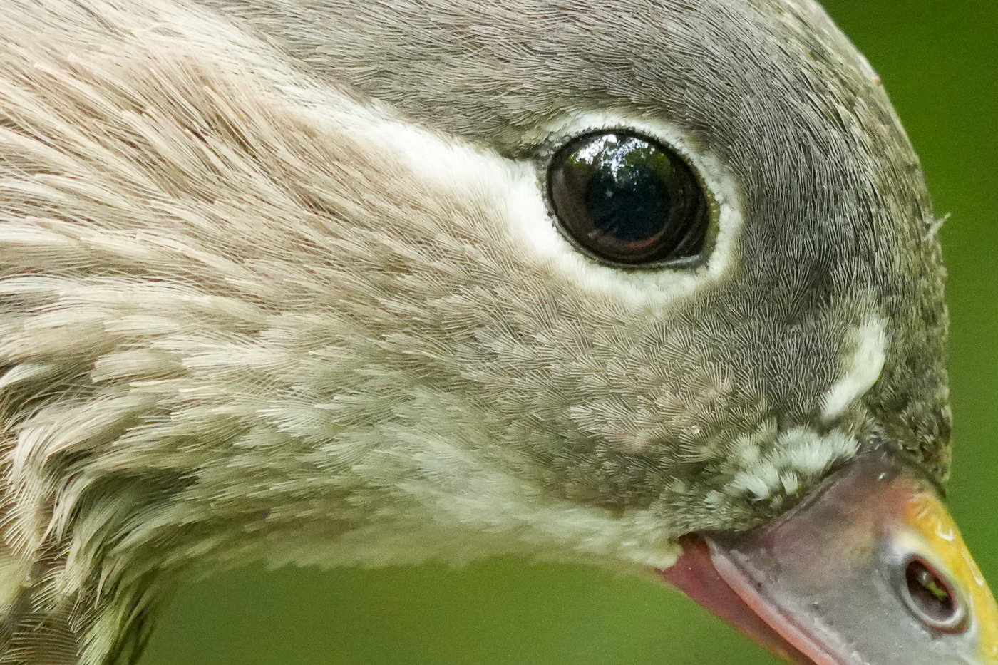 100 percent crop of the previous image, showing excellent feather detail