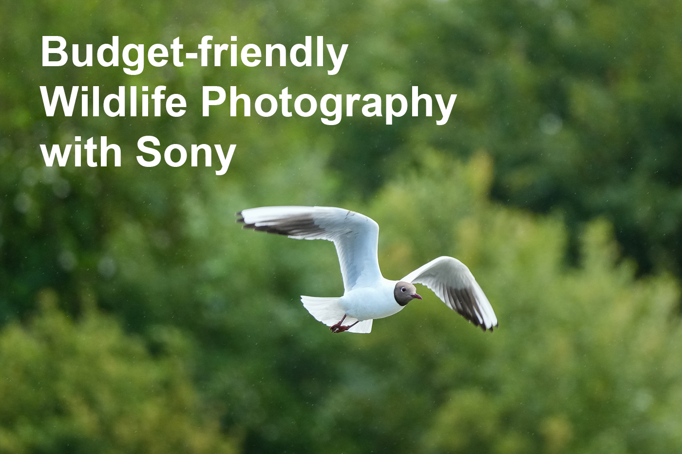 Budget-friendly Wildlife Photography with Sony