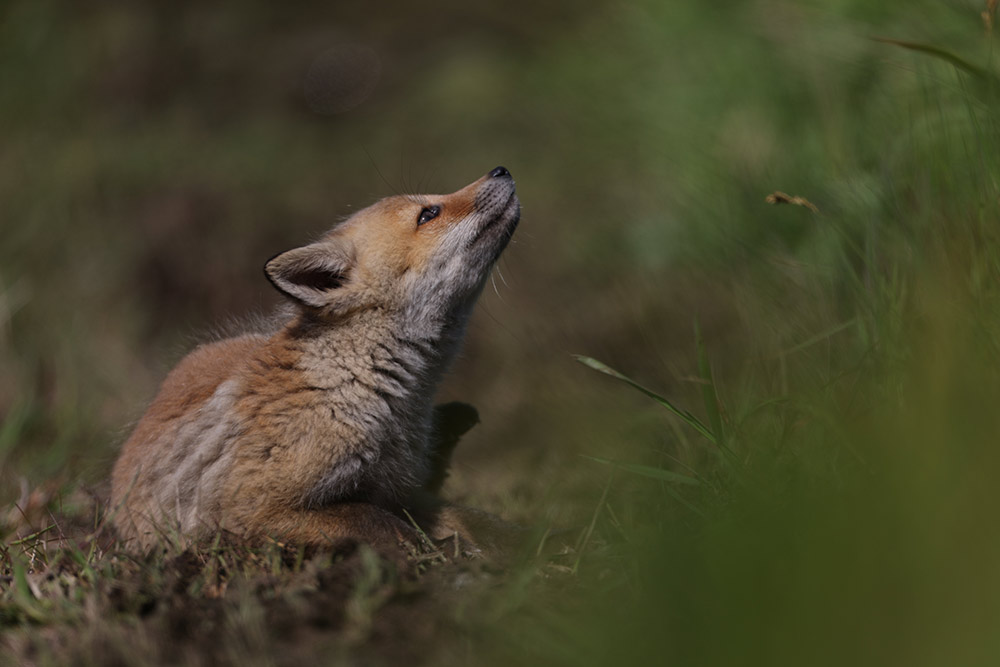 Sample 2 wildlife with 600mm RF lens