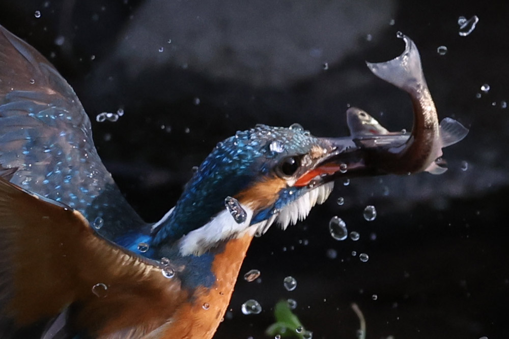 100 percent crop of bird photo