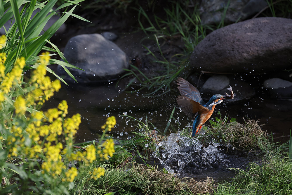 Kingfisher photo sample EOS R3 with 100-500mm lens